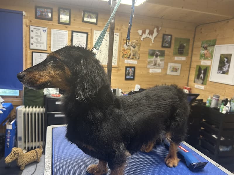 A long-haired dachshund standing on the blue grooming table in the wood-lined grooming room, certificates on the wall behind