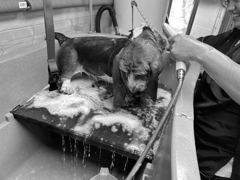 Two dogs being shampooed in the grooming bath, the groomer's hand and hose in frame