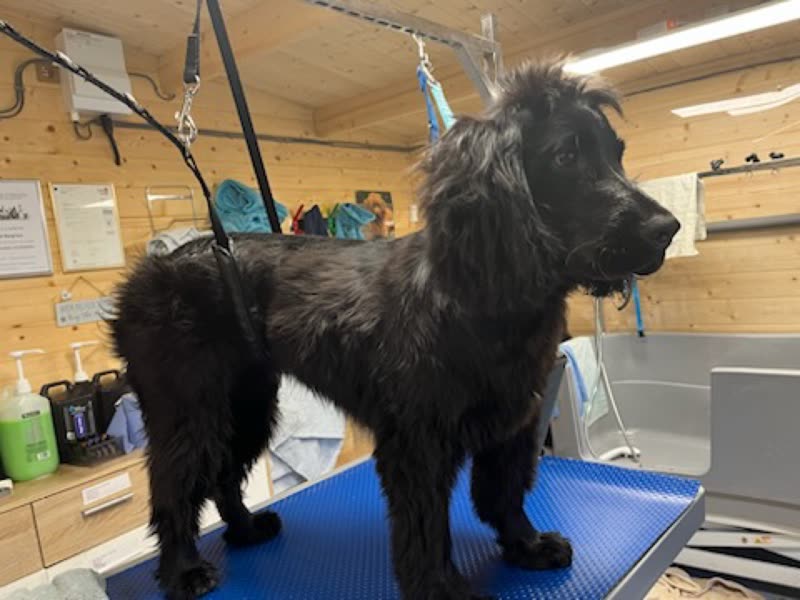 A large black cocker-type dog standing calmly on the blue grooming table