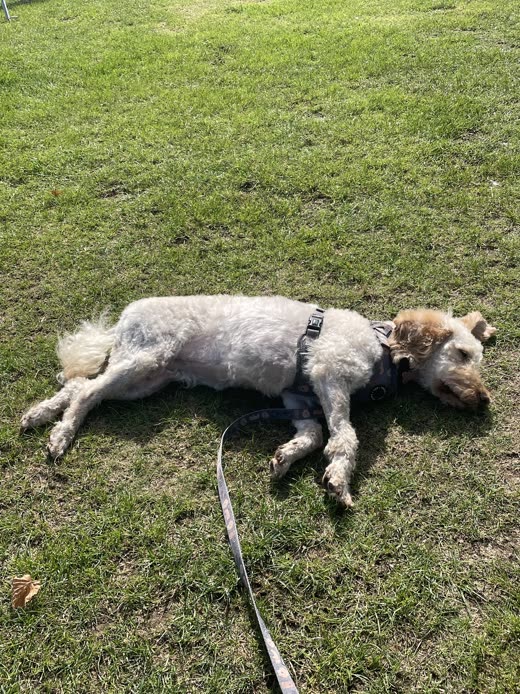 A freshly clipped terrier-type dog stretched out on the grass after its groom