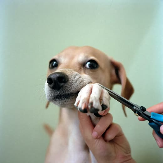 A dog's paw having its nails trimmed