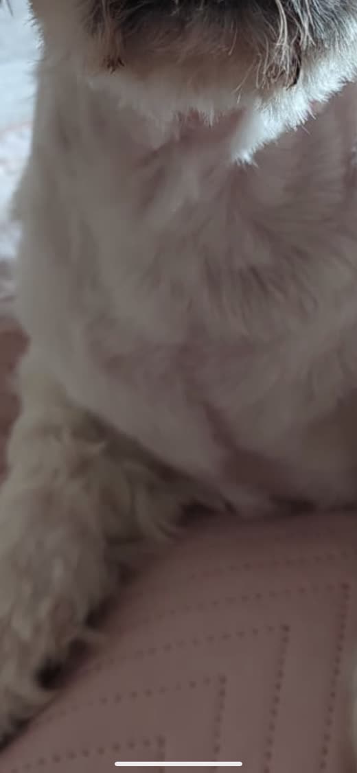 A small white fluffy dog sitting up after its groom