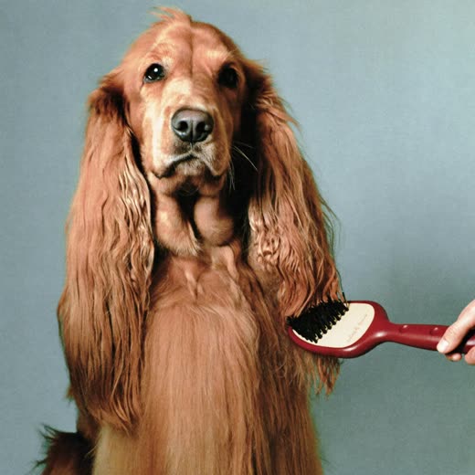 A brush being drawn through a dog's long coat