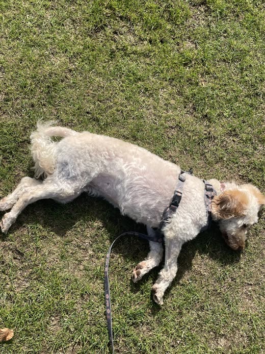 A clipped dog lying on the grass, coat trimmed short and even